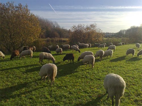 schapen